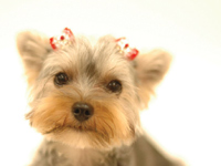 犬