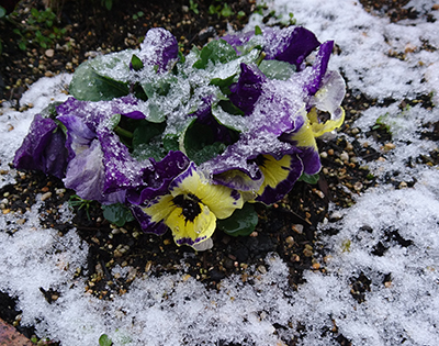 雪