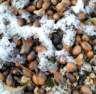 どんぐりと雪