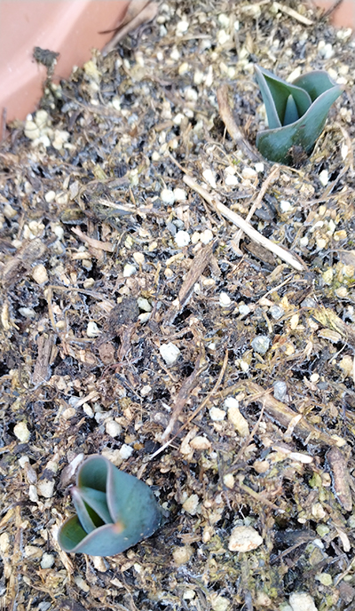 チューリップの芽