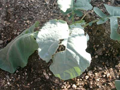 野菜