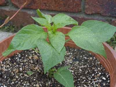 野菜