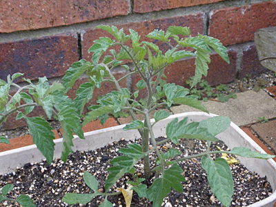 野菜