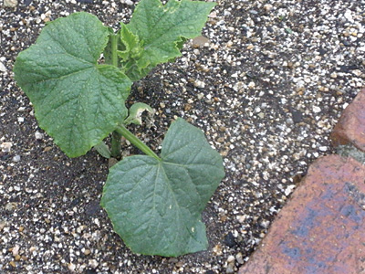 野菜