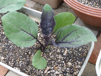 野菜