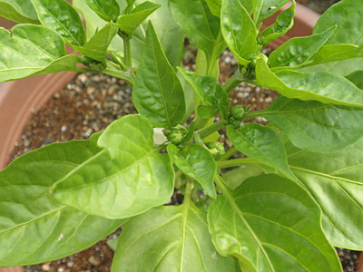 野菜