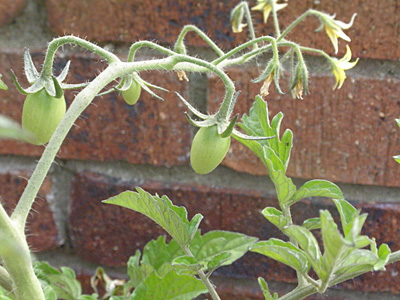 野菜