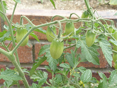 野菜