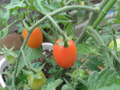 野菜