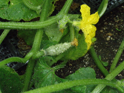 野菜
