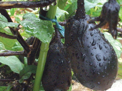 野菜