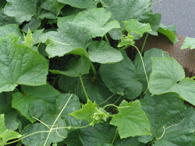 野菜