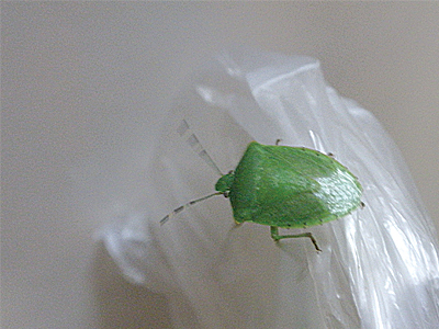 虫