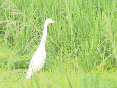 鳥