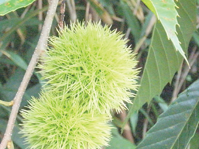 秋