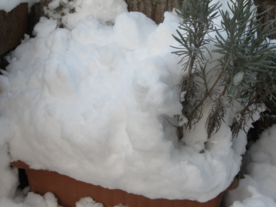 雪
