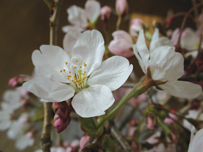 桜の花