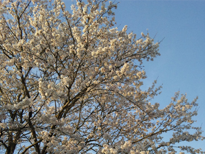 桜