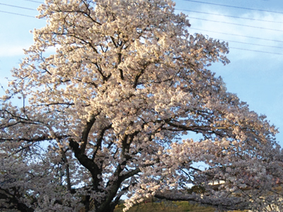 桜