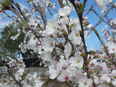 桜