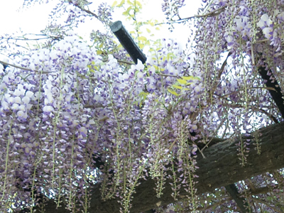 藤の花