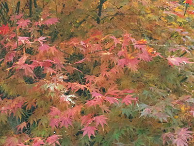 紅葉