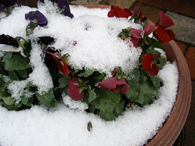 雪