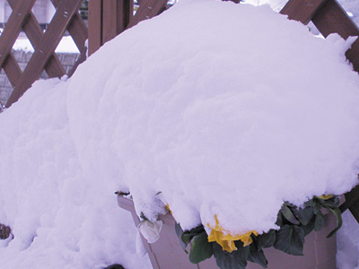 雪