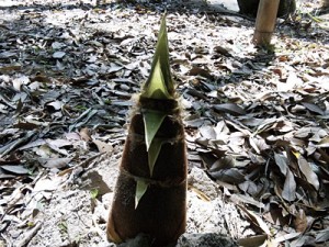 たけのこ