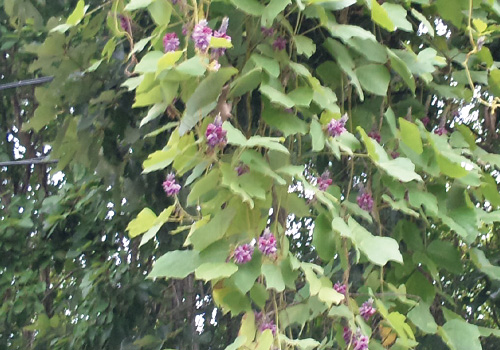 くずの花