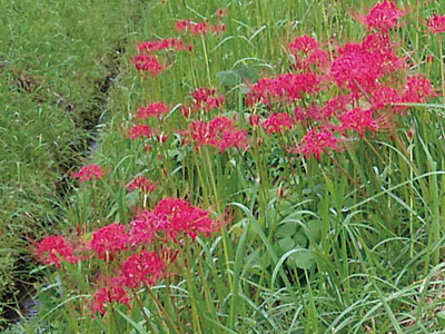 曼珠沙華