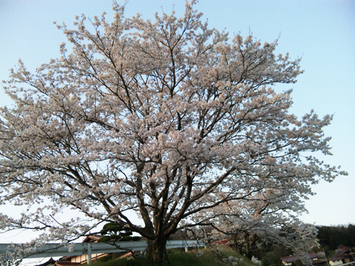 桜