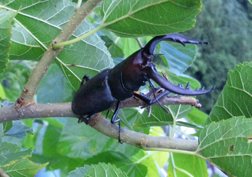 クワガタ