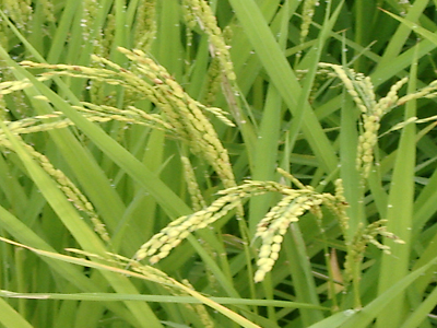 稲