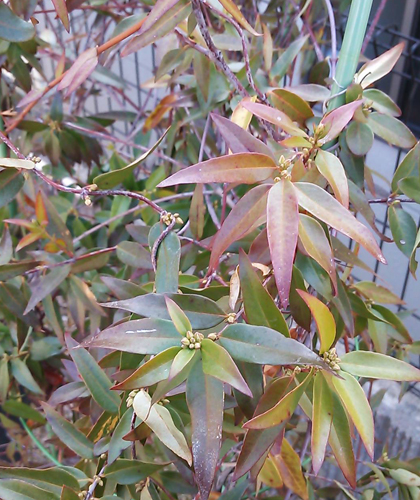 芽