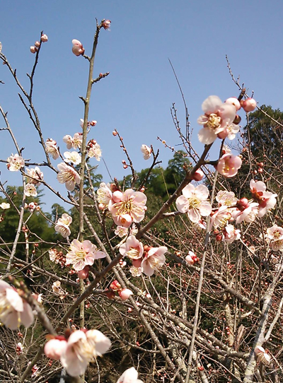 梅