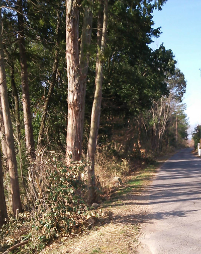 散歩道