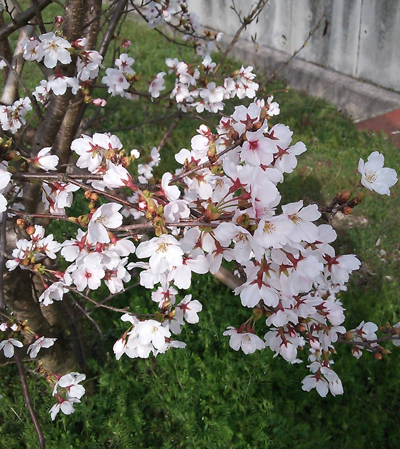 桜