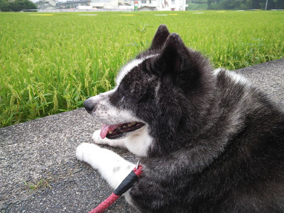 お散歩
