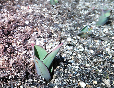 チューリップの芽