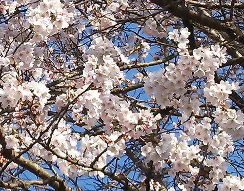桜