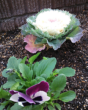 葉牡丹とパンジーを植えました 今日は 花壇に葉牡丹とパンジーを植えました 花壇も冬バージョンになりました 葉牡丹 お問い合わせ 電話 フリーダイヤル 01 625 254 平日10 00 17 00 土日祝祭日はお休み Eメール Mail Glass Iris Co Jp 葉牡丹とパンジーを植えました 今日は 花壇に葉牡丹とパンジーを植えました 花壇も冬バージョンになりました 葉牡丹 お問い合わせ 電話 フリーダイヤル 01 625 254 平日10 00 17 00 土日祝祭日はお休み Eメール Mail Glass Iris Co Jp