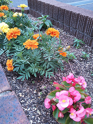 花壇のマリーゴールドとベゴニアが元気に育っています 花壇のマリーゴールドとベゴニアは まだあまり大きくはないですが 綺麗な花が咲いています 暑い時期に強い花なので これからしばらくは楽しめます マリーゴールド お問い合わせ