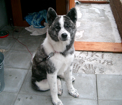 犬