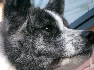 犬