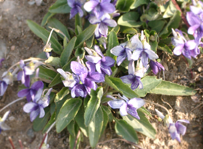 花