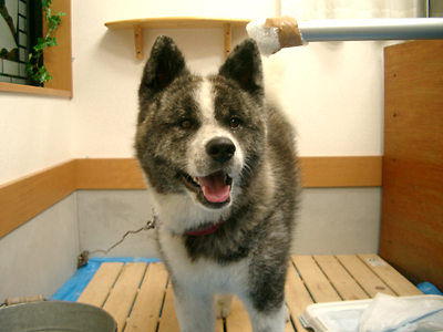 犬