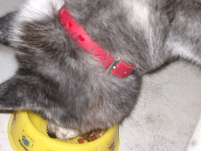 犬
