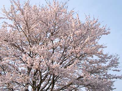桜