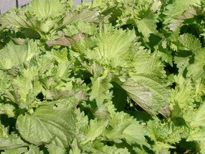 野菜